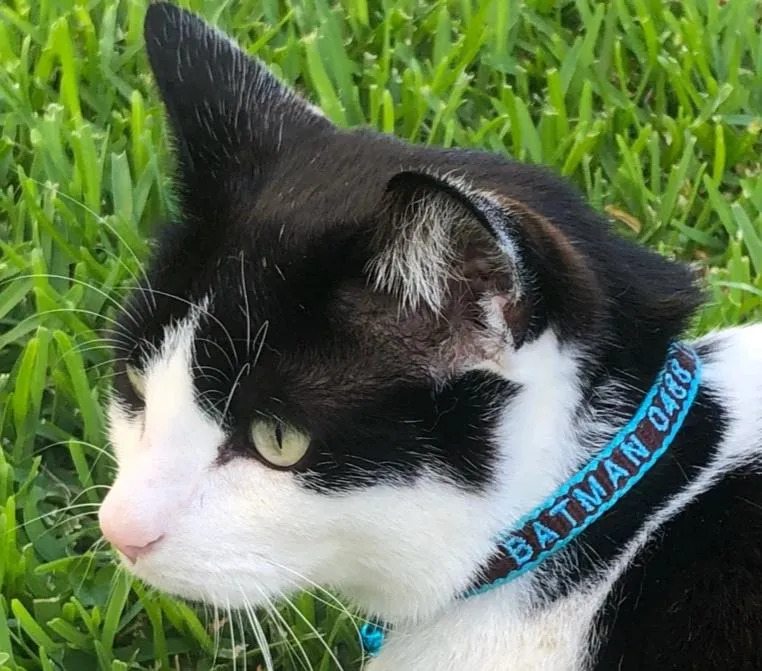 Bamboo Cat/Miniature Dog ID Collar Personalised Embroidery