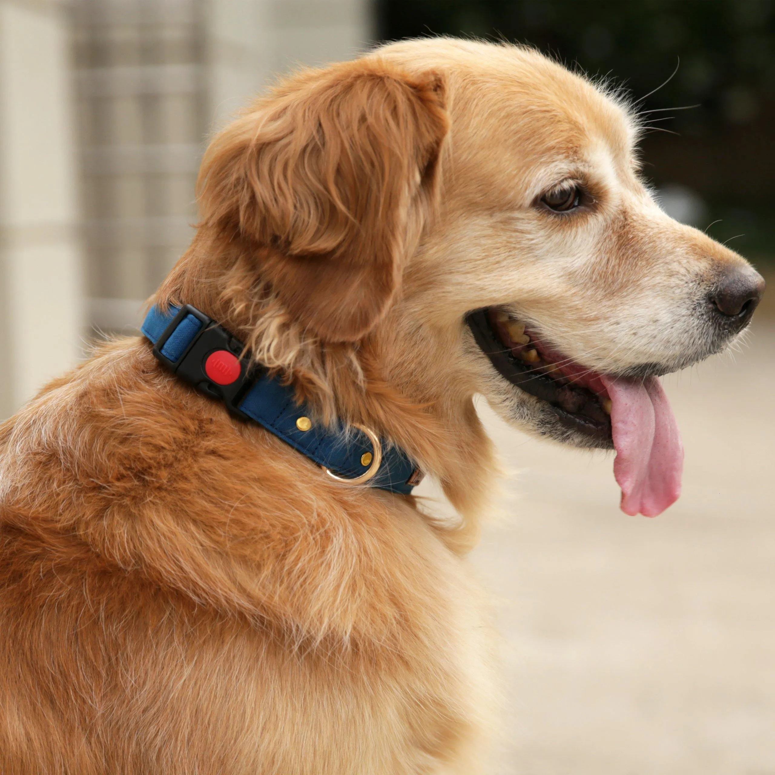 Blueberry Collar (Water Resistant)
