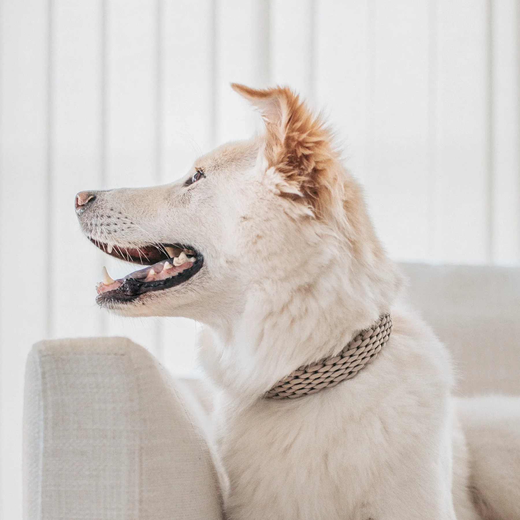 FAWN - Paracord collar