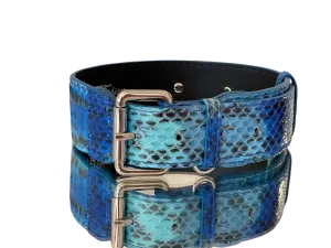 Luxury Pet Fashion Blue/Turquoise Snakeskin Collar/Classic Silver Hardware