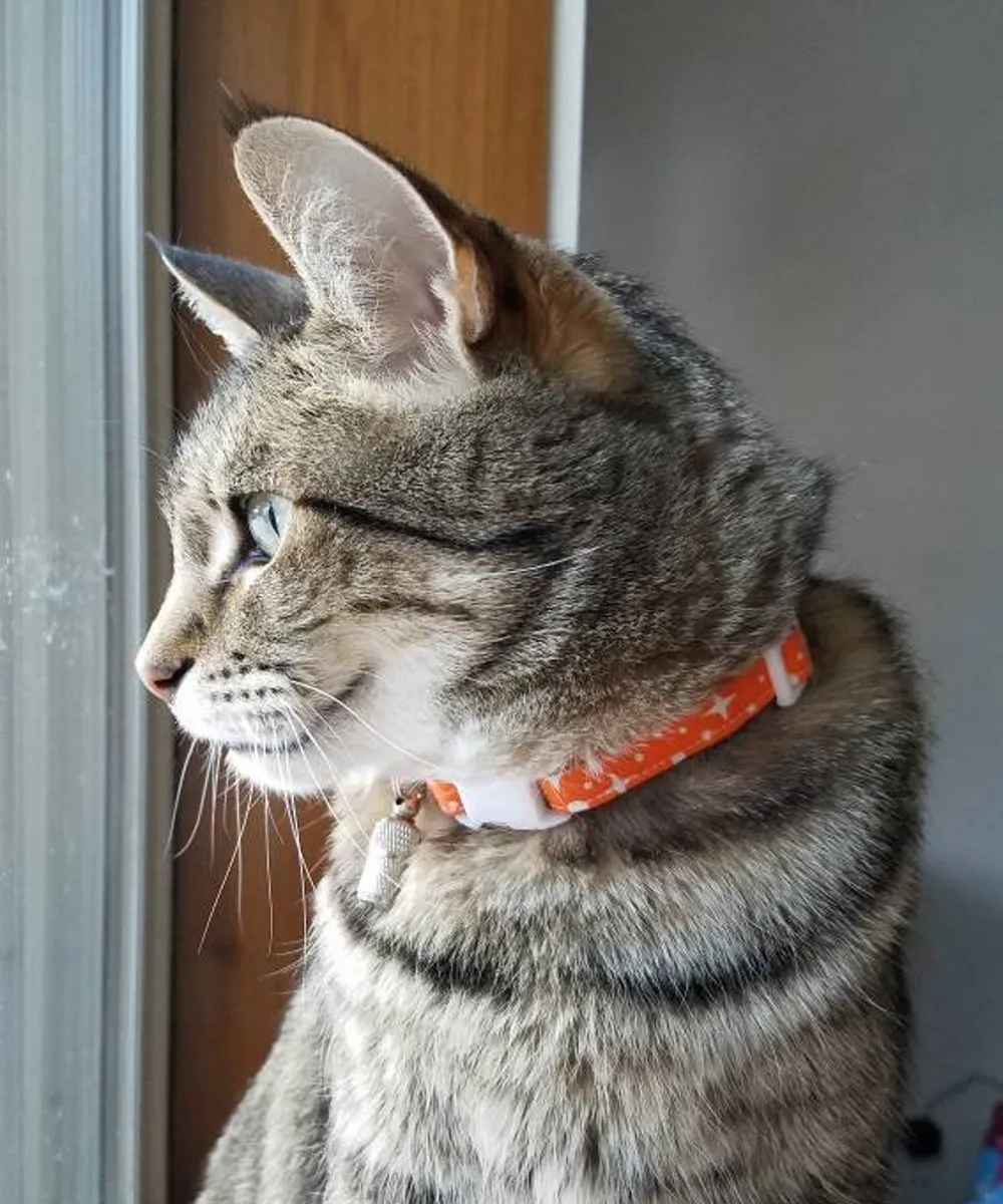 Orange Stars & Dots Cat Collar
