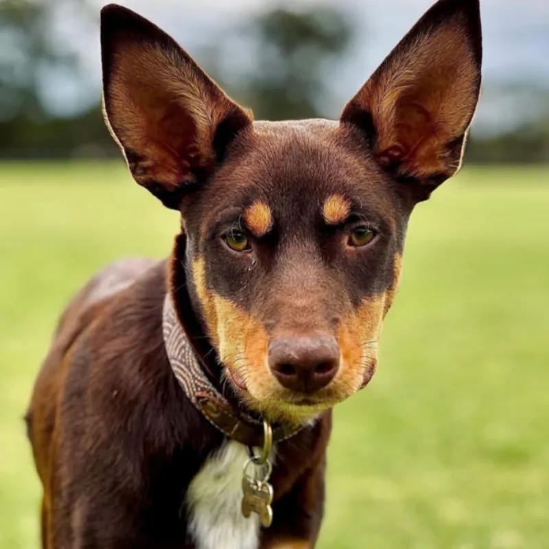 Outback Tails Leather Dog Collar