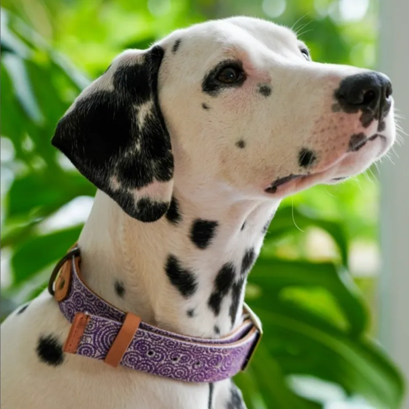 Outback Tails Leather Dog Collar