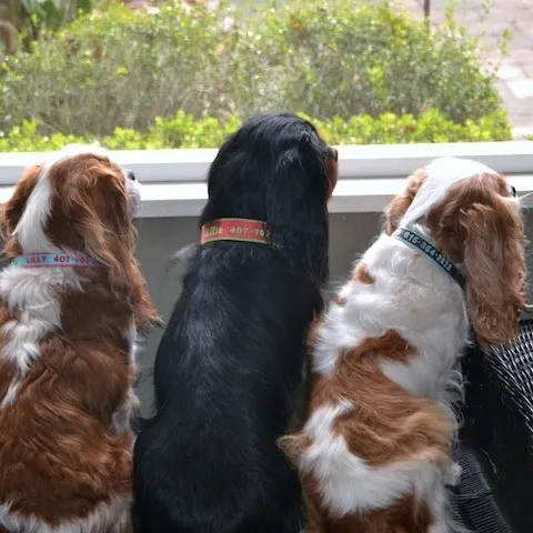 Personalized Pet Collar