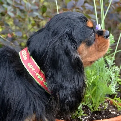 Personalized Pet Collar
