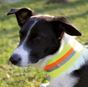 Reflective Collar